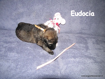 Eudocia, grauwe teef, 2 weken jong